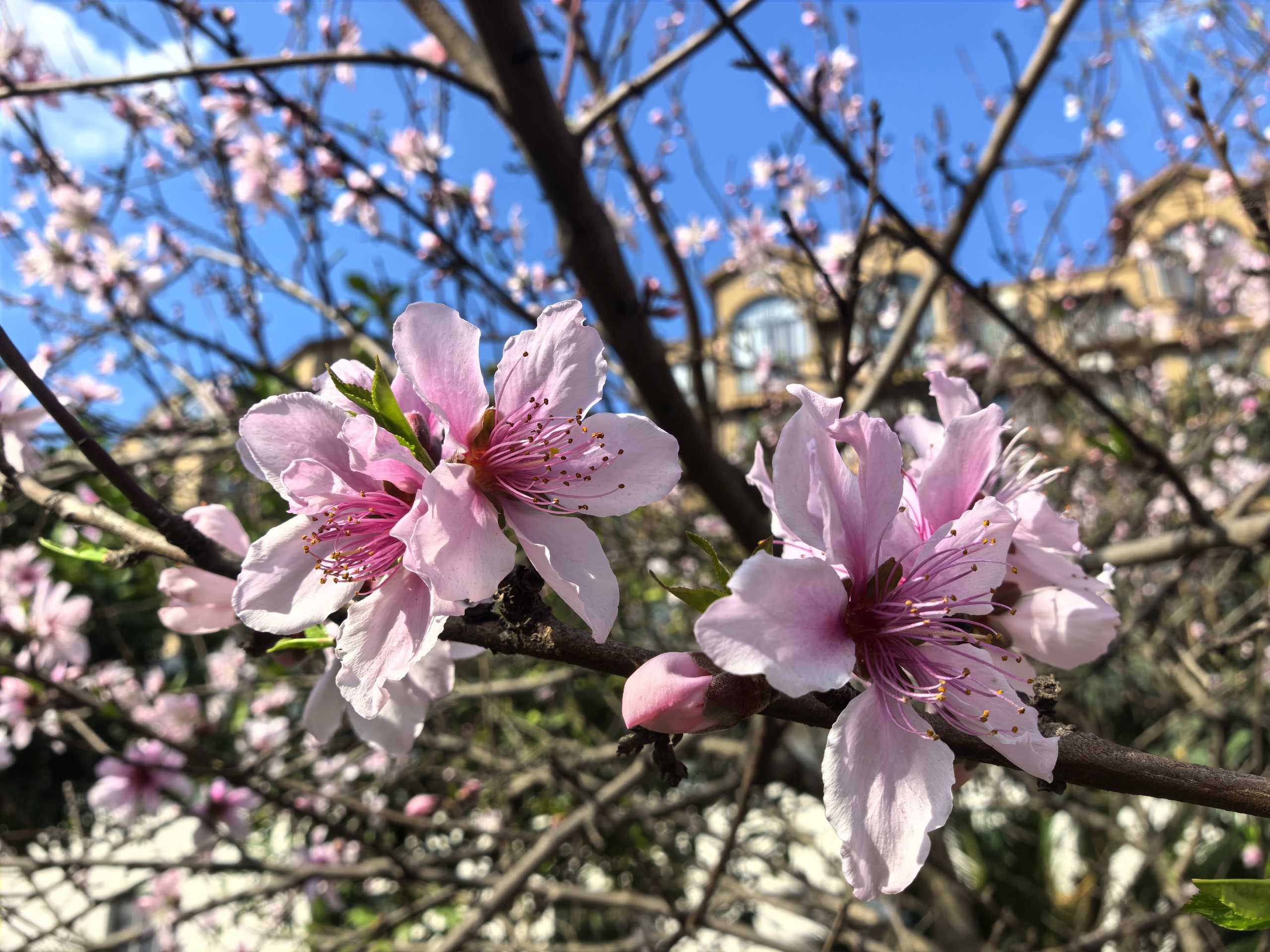 春日·奔赴丨在國(guó)藥天壇，遇見生命的畫卷